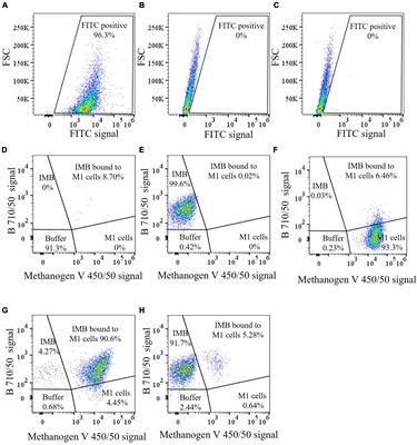 Cross-reactivity of antibodies to different rumen methanogens demonstrated using immunomagnetic capture technology